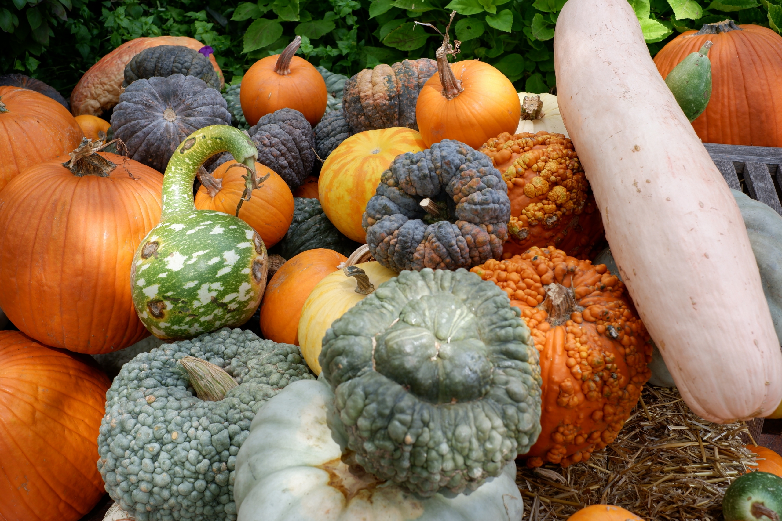 Fun Fall Activities in Dallas: Visit A Pumpkin Patch